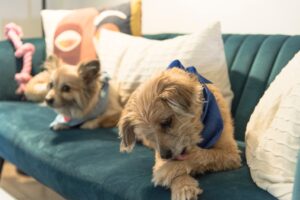 Understanding Paw Chewing in Dogs