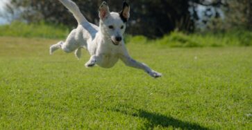 The World of Endorphins in Your Dog's Delightful Life