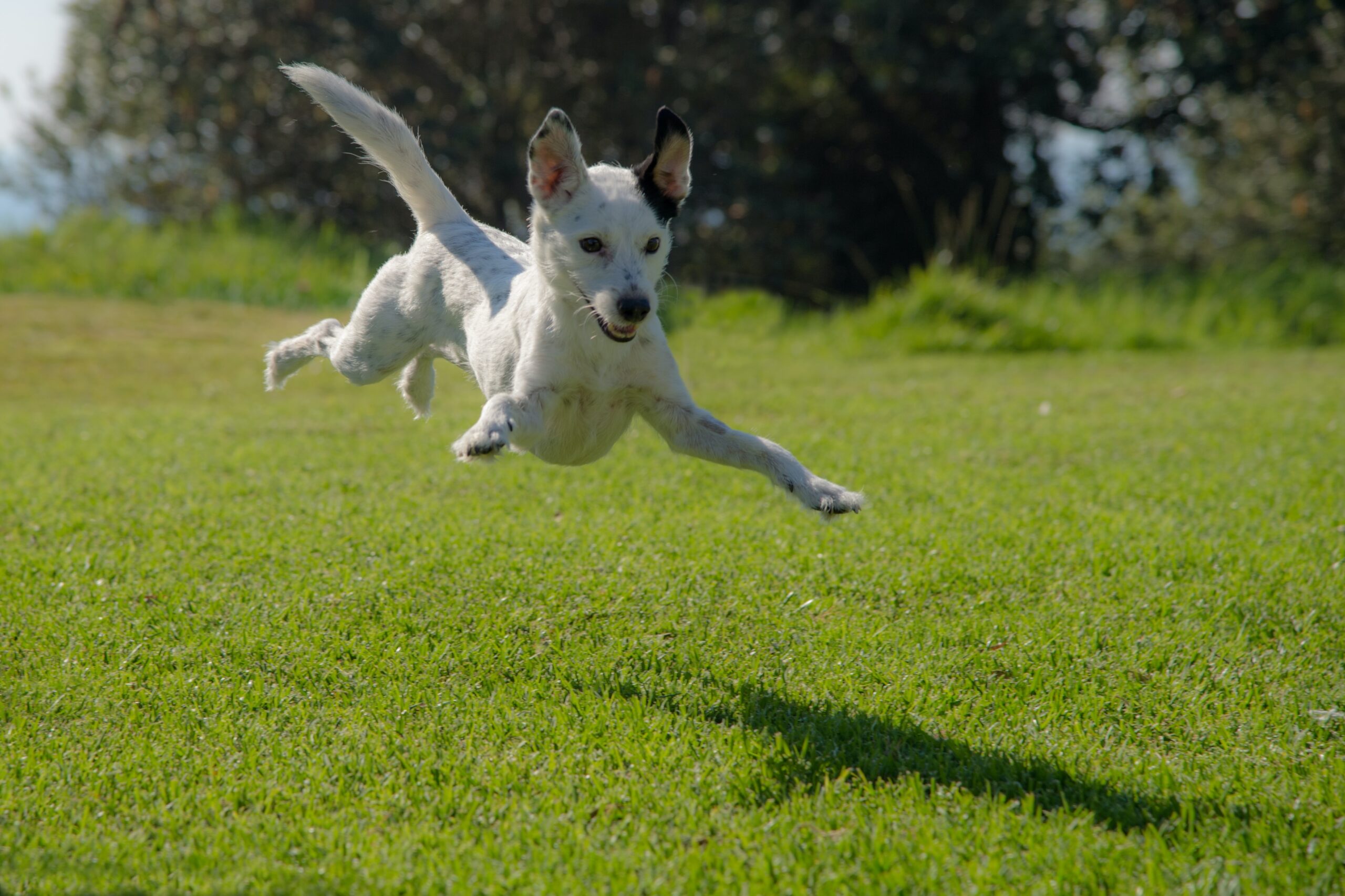 The World of Endorphins in Your Dog's Delightful Life