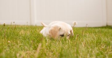 The Benefits of Introducing Your Dog to Different Textures from a Young Age