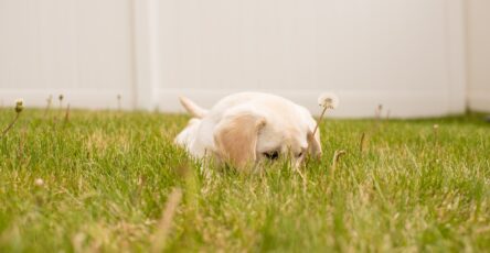 The Benefits of Introducing Your Dog to Different Textures from a Young Age