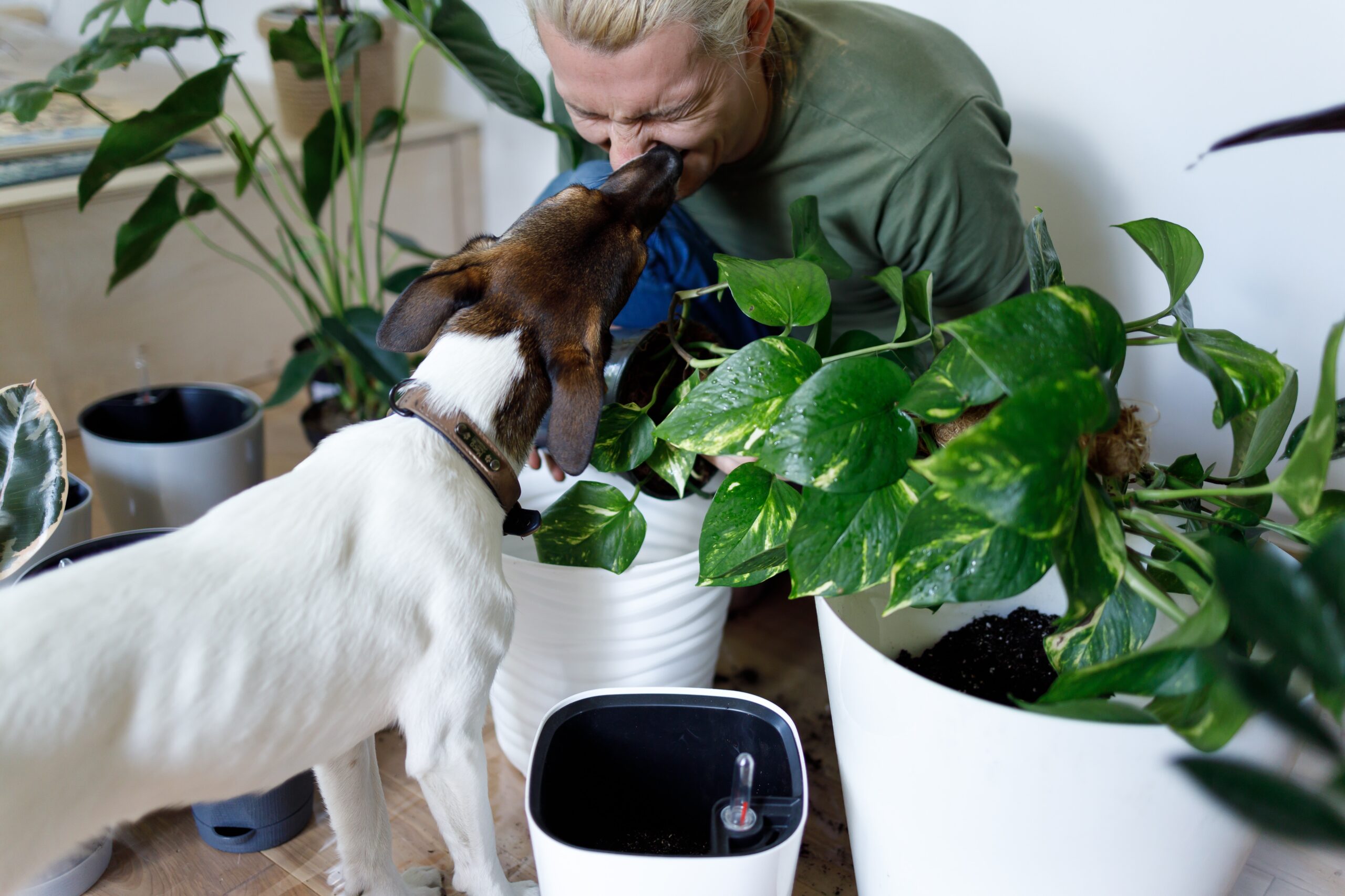 Enrichment and Mental Stimulation Ideas for Your Dog in the Garden