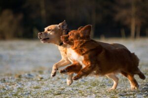 Understanding the Dog Hormone Cortisol
