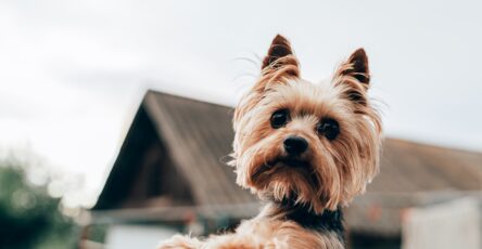 Understanding the Impact of Hormonal Changes on Canine Behaviour