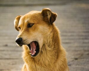 Decoding Dog Communication: The Language of Yawns