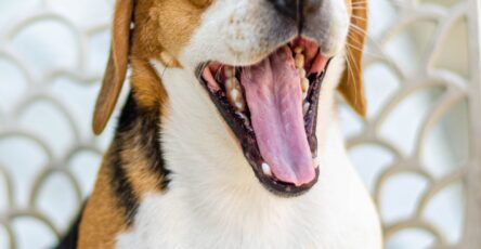 Decoding Dog Communication: The Language of Yawns