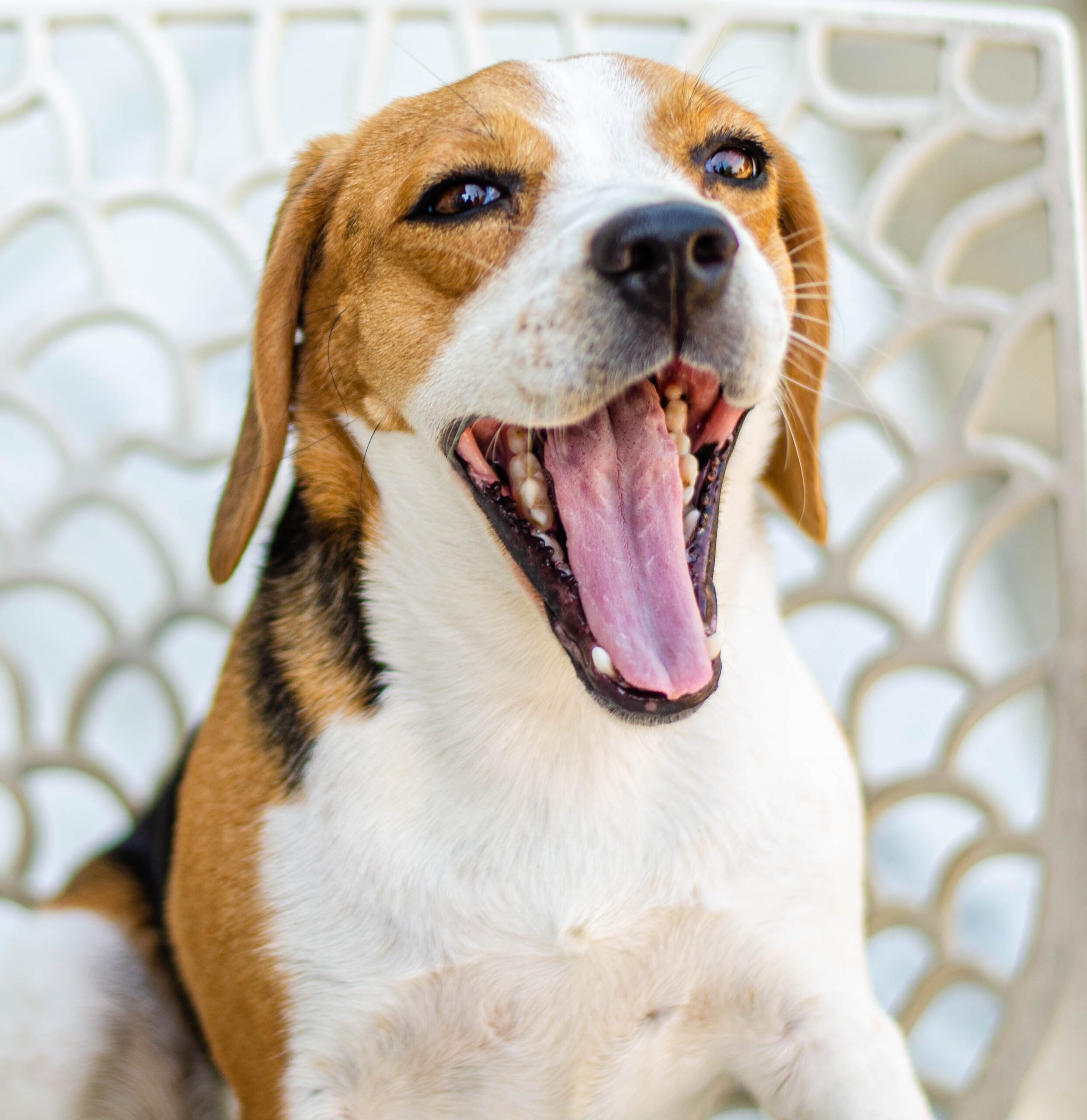 Decoding Dog Communication: The Language of Yawns